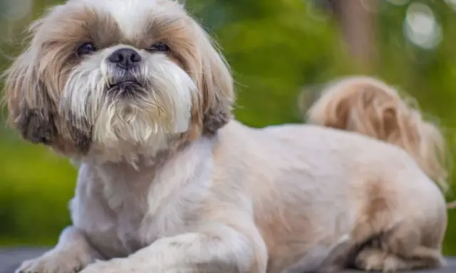 Uroczy shih tzu z puszystą sierścią, choć jego wady to skłonność do problemów z oczami i oddychaniem, nadal jest kochany.