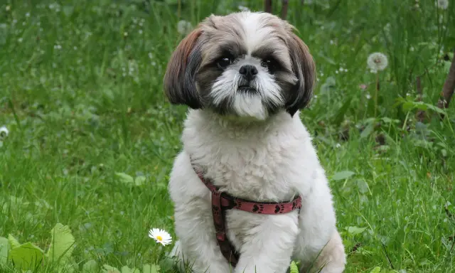 Uroczy shih tzu w czerwonej obroży siedzi na trawie. Jego waga jest idealna, by mógł cieszyć się spacerami.
