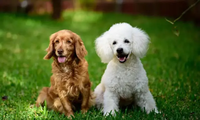 Rudy spaniel i biały pudel siedzą na trawie, ciesząc się słońcem.