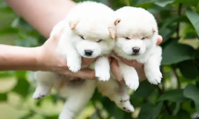 Dwa białe szczenięta rasy shiba inu z rudawymi uszkami, trzymane w dłoniach na tle zieleni.