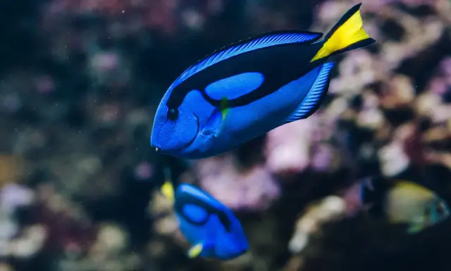 Dory, jaka to ryba? To błękitny pokolec z żółtym ogonem, pływający w akwarium.