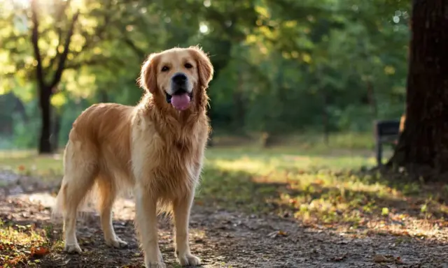 Golden retriever usposobienie: radosny piesek w parku, z językiem na wierzchu, cieszy się słońcem.
