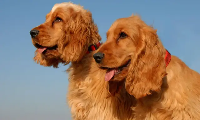 Dwa urocze psy rasy cocker spaniel z rudym futrem i długimi uszami, patrzące w bok na tle błękitnego nieba.