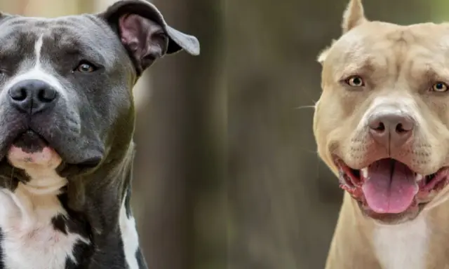 Dwa psy, amstaff i staffik, patrzą w obiektyw. Jeden jest szary z białymi znaczeniami, drugi beżowy.
