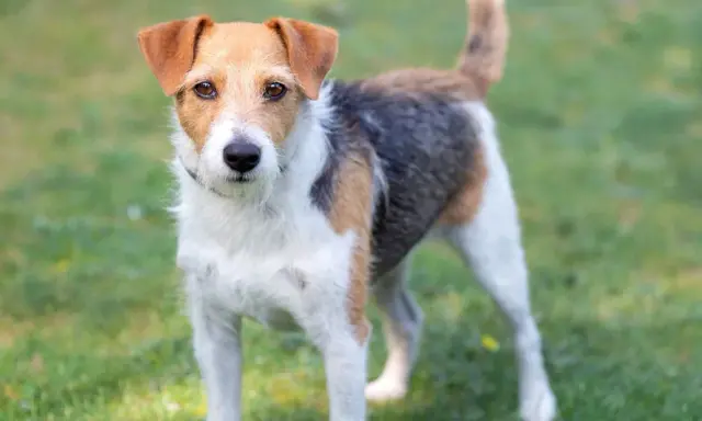 Parson Russell Terrier o trójkolorowym umaszczeniu stoi na zielonej trawie, gotowy do zabawy.