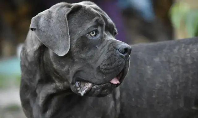 Potężny pies rasy Cane Corso z charakterystycznym uściskiem szczęki, z językiem lekko wysuniętym.
