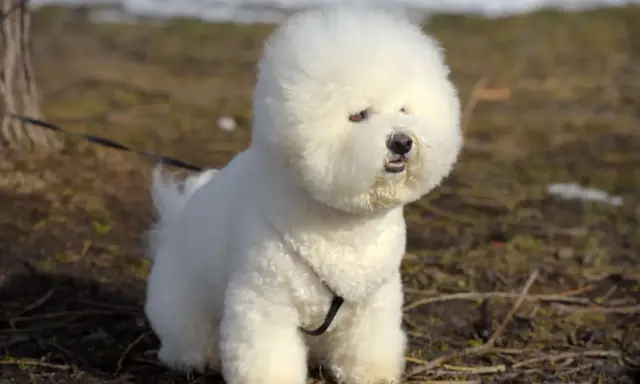 Puszysty bichon frise siedzi na trawie, z puszystą głową i ciekawskim spojrzeniem.