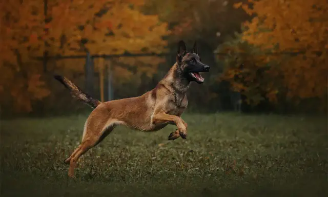 Owczarek belgijski malinois, pies policyjny, w skoku na tle jesiennych drzew.