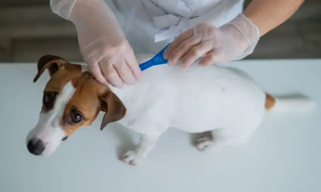 Weterynarz pokazuje, jak zaczipować psa. Biały piesek Jack Russell Terrier otrzymuje środek przeciwpasożytniczy.