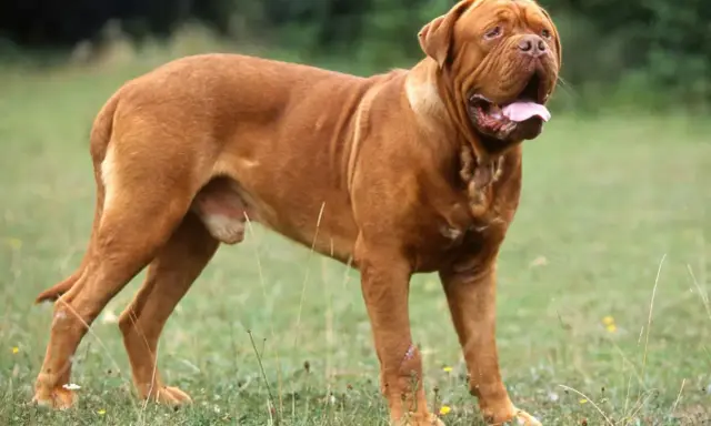 Potężny dog z Bordeaux, o rudym umaszczeniu, stoi na trawie, dysząc z otwartym pyskiem.