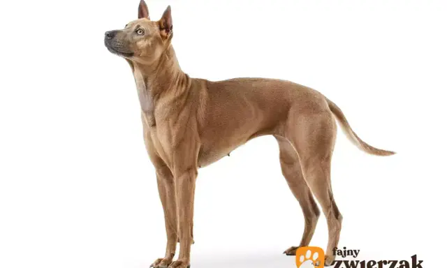 Elegancki pies rasy Thai Ridgeback, znany ze swojego niezależnego charakteru, prezentuje się dumnie na białym tle.