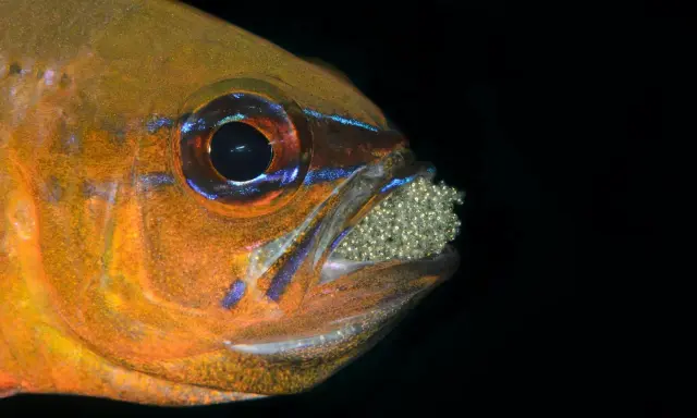 Pomarańczowa rybka danio, z niebieskimi akcentami, ostrożnie nosi w pysku liczne jajeczka.