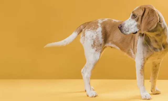 Pies beagle, z brązowo-białym umaszczeniem, zaciekle gryzie swój ogon na żółtym tle.