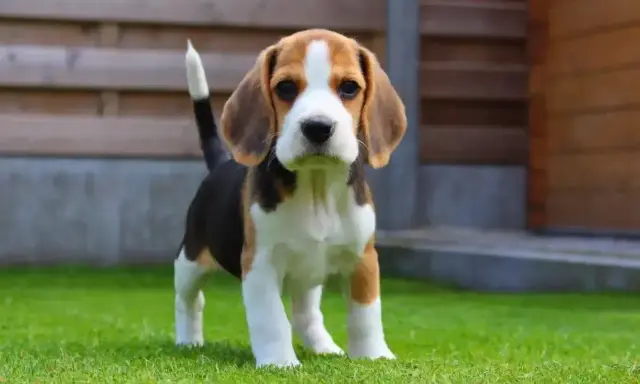 Uroczy szczeniak beagle, idealny pies dla dzieci, stoi na zielonej trawie.