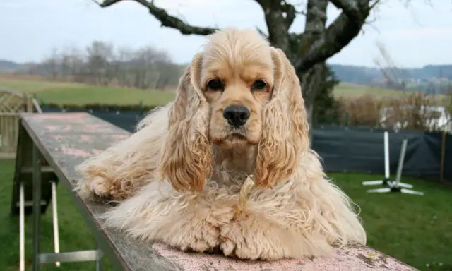 Uroczy cocker spaniel pies z długimi uszami leży na drewnianej kładce, gryząc przysmak.