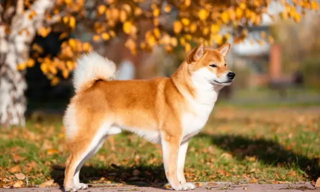 Rudy shiba inu o zgrabnej sylwetce, idealny do spacerów. Jego wielkość jest idealna dla miłośników małych i średnich psów.