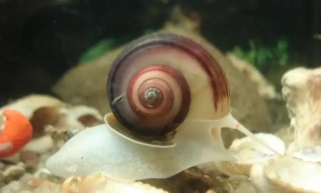 Ślimak z muszlą w spirali, przygotowuje się do rozmnażania.