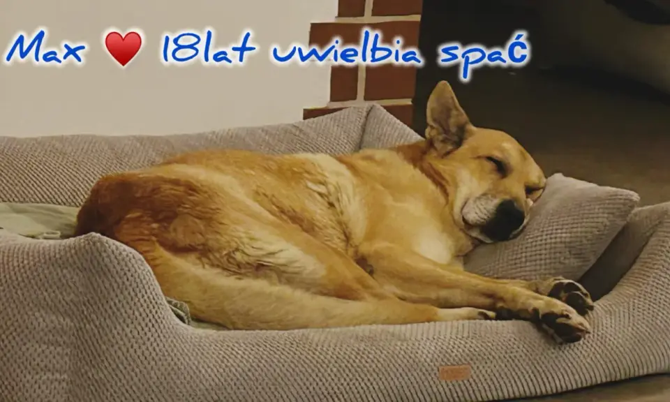 Max, 18-latek, uwielbia spać. Czy psy mają sny? Max pewnie śni o gonieniu wiewiórek.