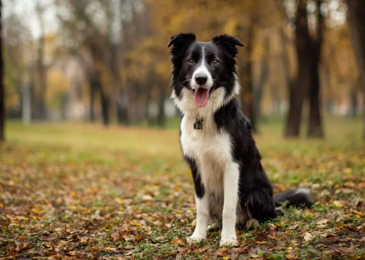 Piękny border collie australijski siedzi w jesiennym parku, otoczony opadłymi liśćmi.