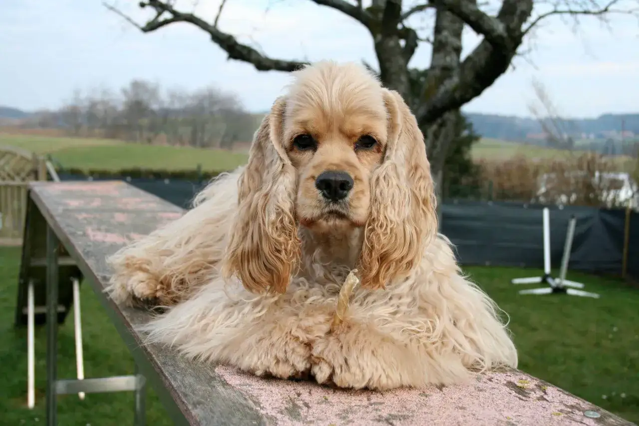 Uroczy cocker spaniel pies z długimi uszami leży na drewnianej kładce, gryząc przysmak.