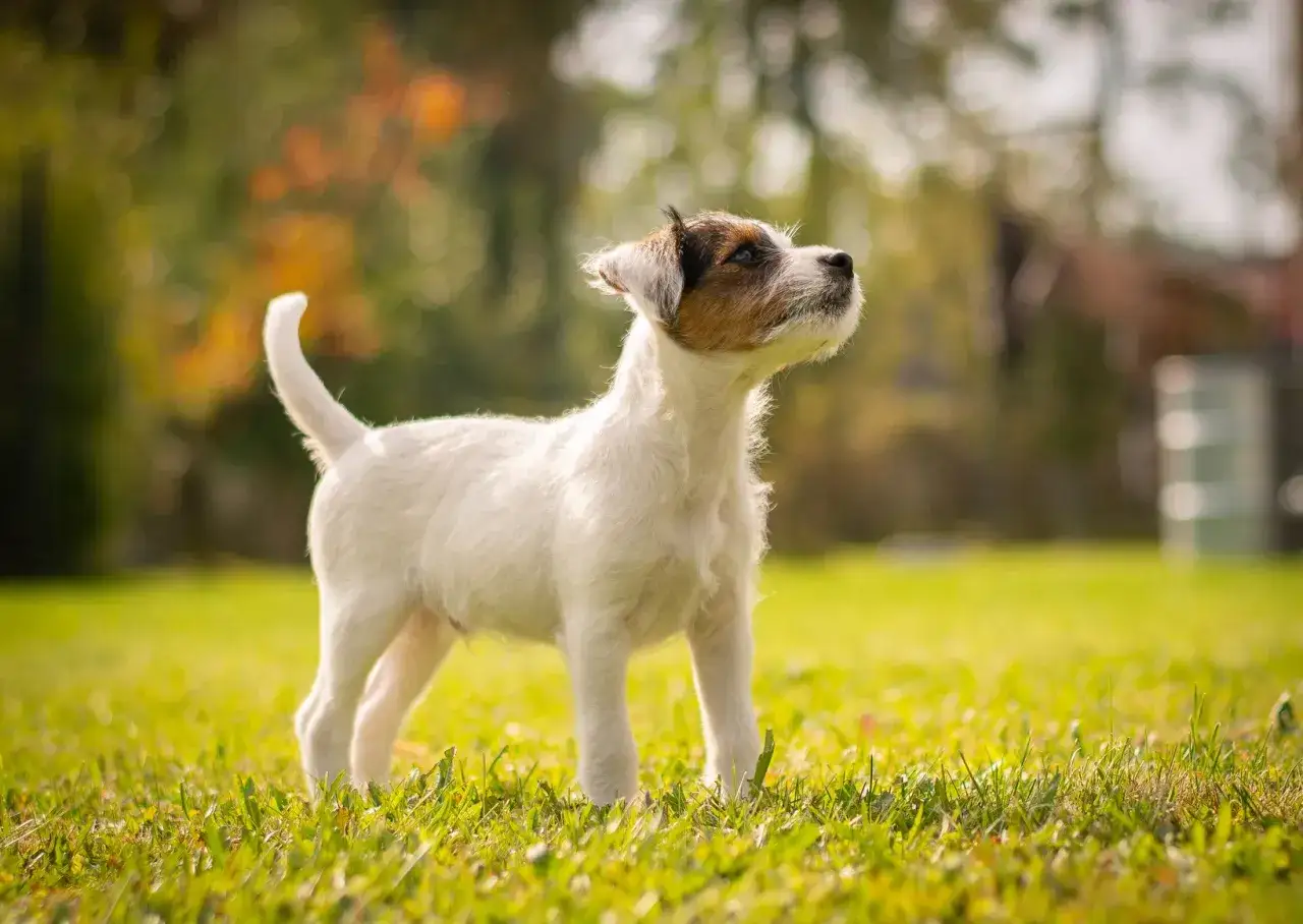 Młody parson russell terrier stoi na trawie, patrząc w górę z zaciekawieniem.