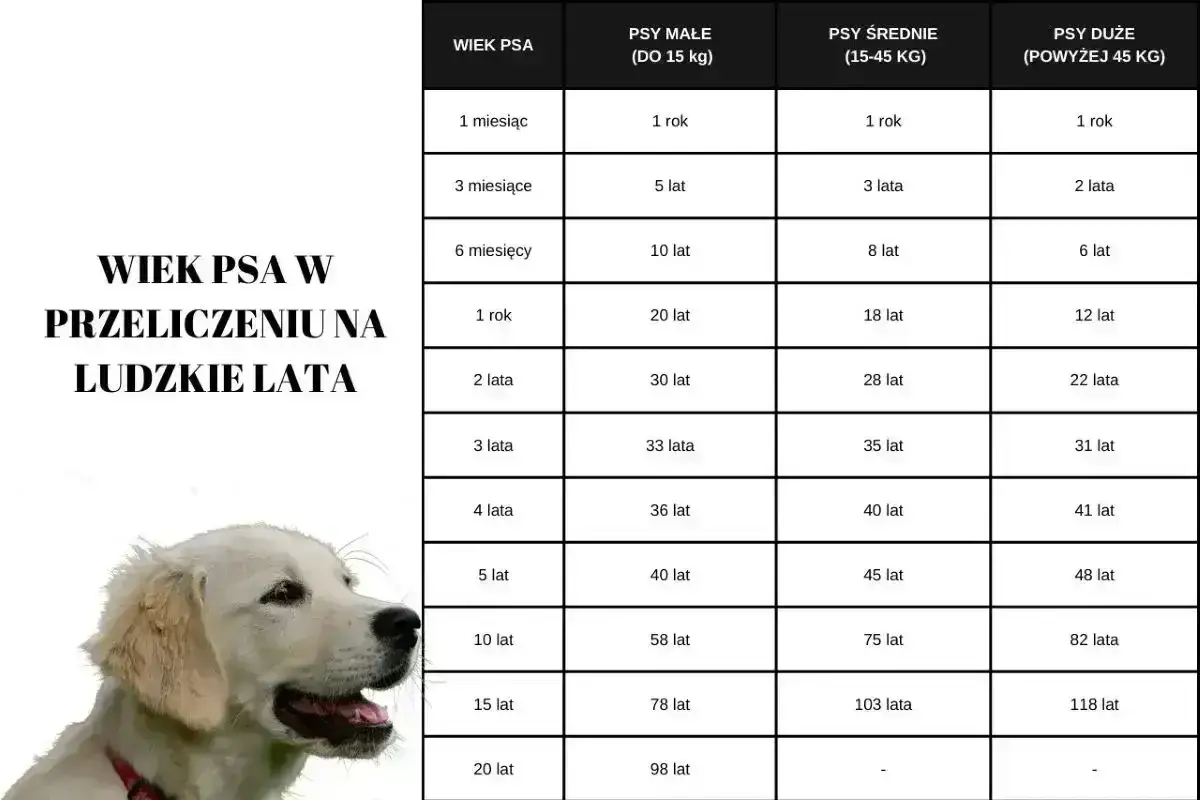 Tabela por&oacute;wnująca wiek psa w ludzkich latach, zależnie od jego wielkości. Dowiedz się, jak długo rośnie pies kundel, aby lepiej zrozumieć jego rozw&oacute;j.