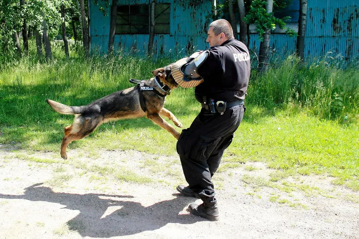 Owczarek belgijski malinois, pies policyjny, ćwiczy obronę z przewodnikiem w ochraniaczu.