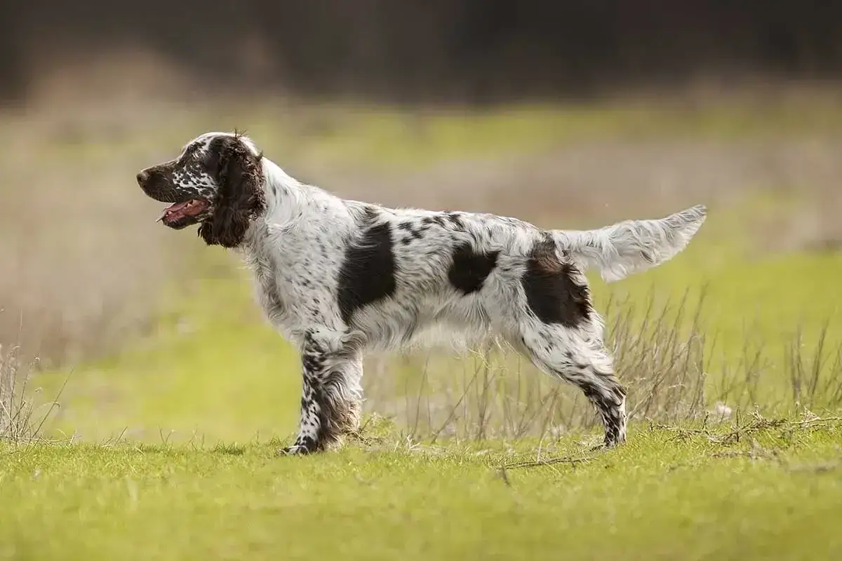 Piękny springer spaniel angielski w plamki, z uszami opadającymi na boki, stoi na zielonej łące.