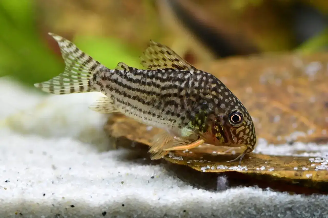 Kirysek, jedna z najtrzymalszych ryb akwariowych, z charakterystycznymi paskami i wąsikami, pływa po piaszczystym dnie.