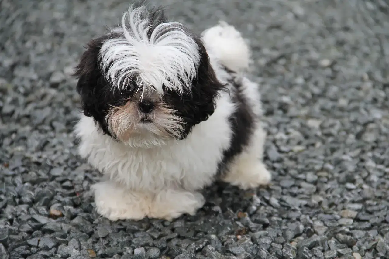 Uroczy szczeniak rasy shih tzu, z czarno-białym futerkiem, wygląda na bardzo lekkiego.
