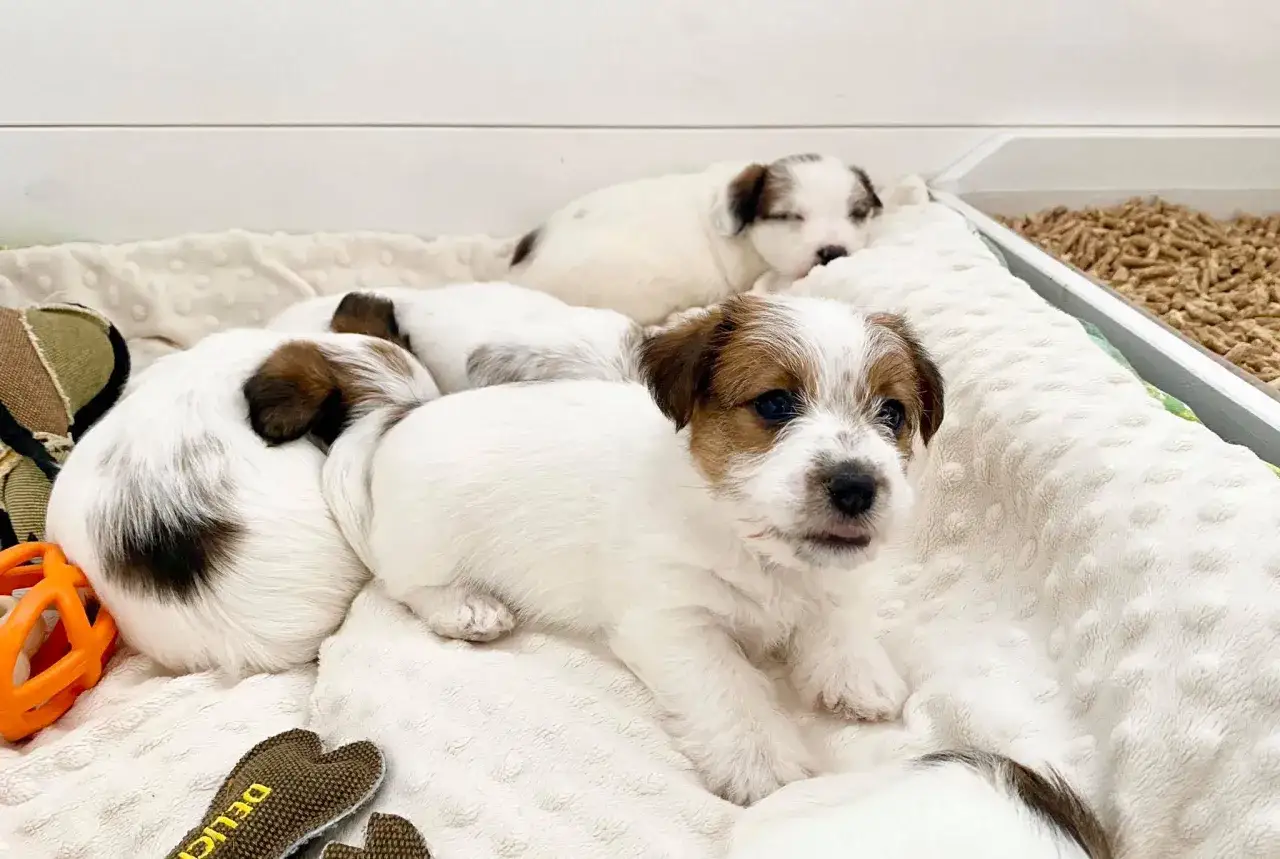 Uroczy szczeniak jack russell terrier wyłania się z grupy śpiących maluchów.