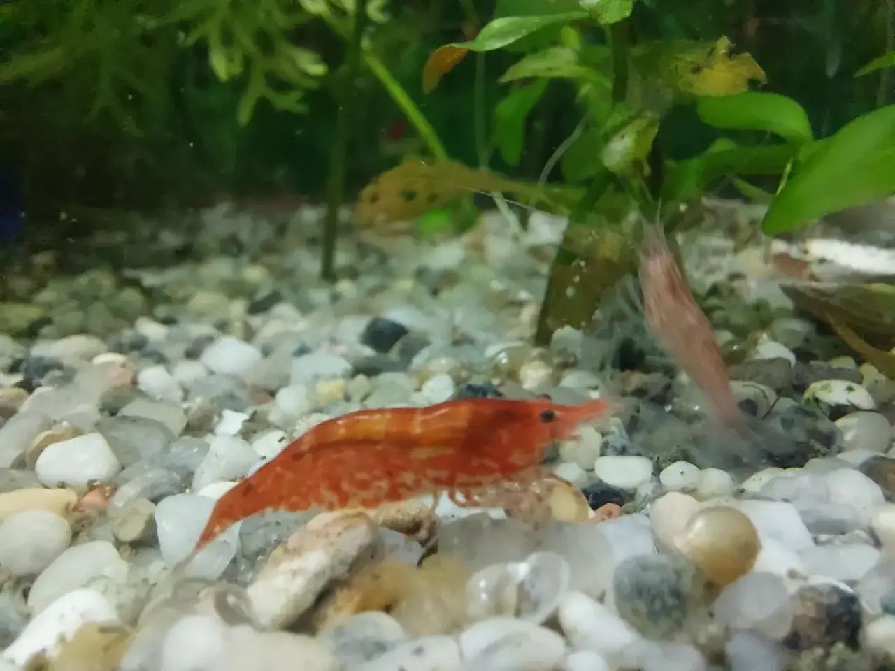 Dwa krewetki akwariowe, jedna pomarańczowa na pierwszym planie, druga różowa w tle.