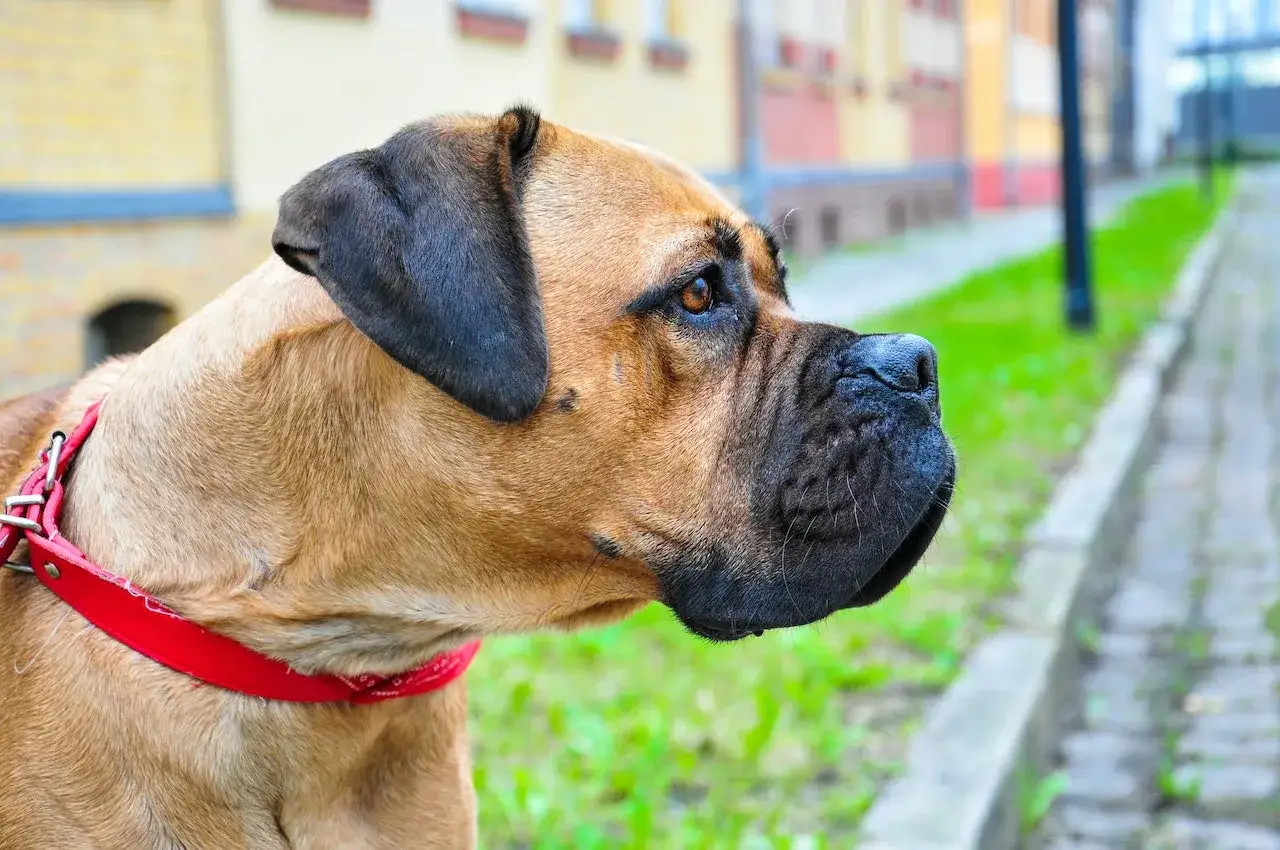 Bullmastiff w czerwonej obroży, spokojnie obserwujący otoczenie. Czy bullmastiff jest agresywny? Ten pies wygląda na łagodnego.