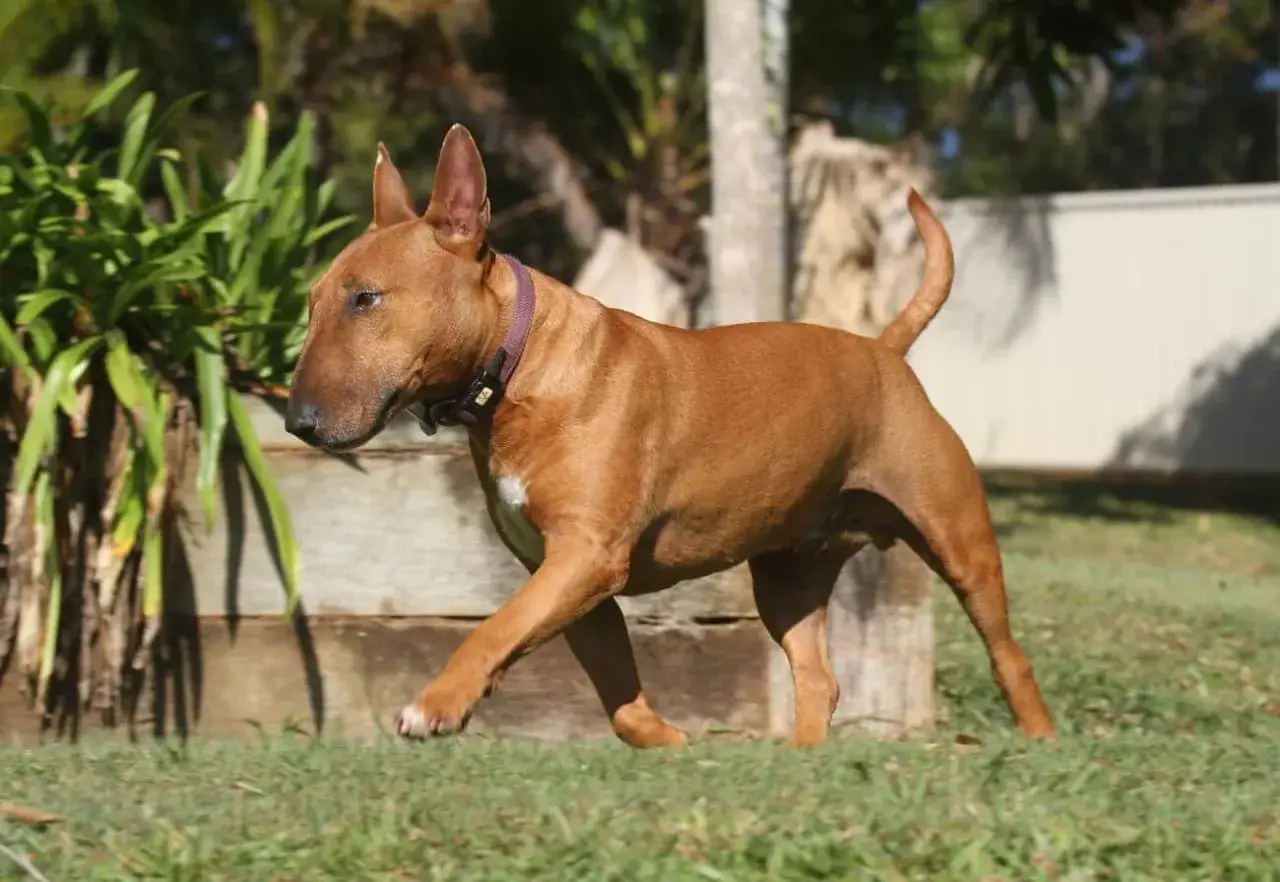 Brązowy bull terrier, jedna z groźnych ras psów, spaceruje po trawie.