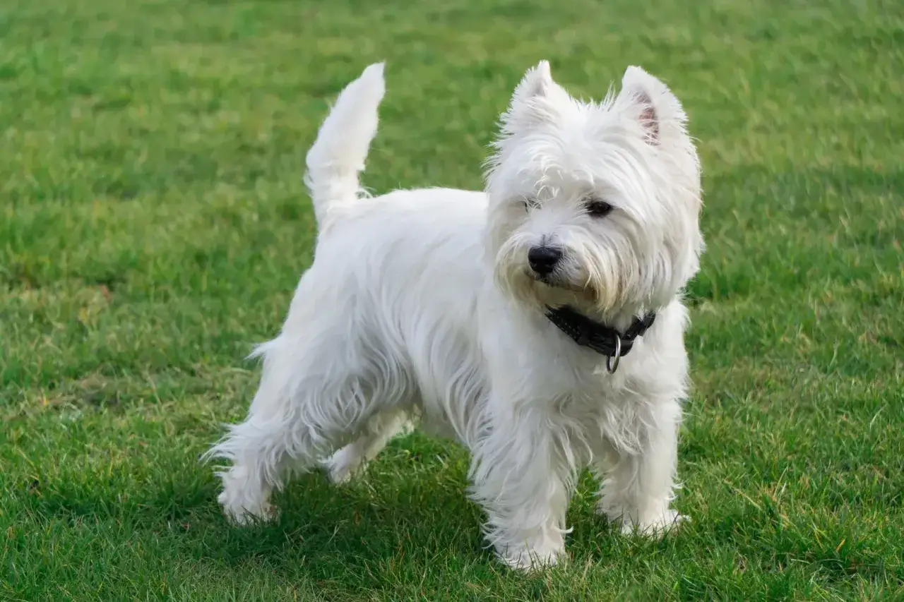 West highland white terrier usposobienie: energiczny, ciekawski i przyjacielski piesek na zielonej trawie.