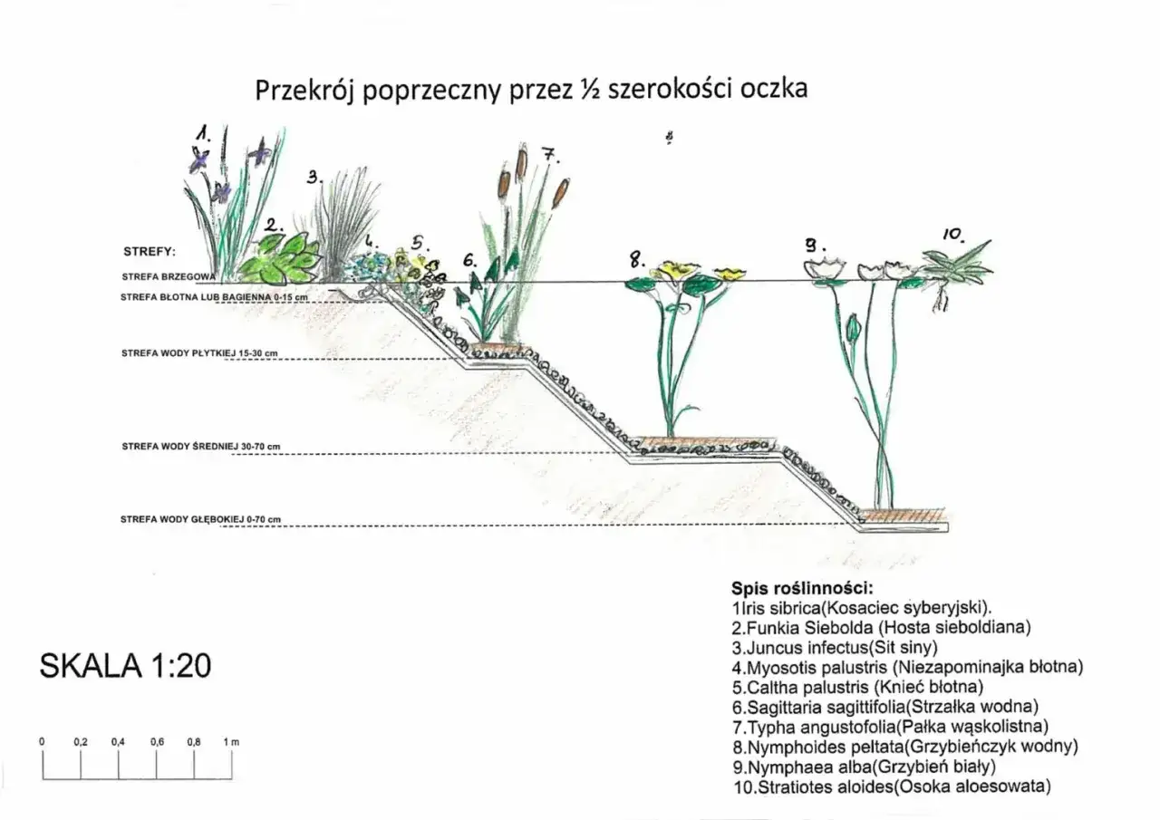 Przekrój oczka wodnego z oznaczeniem stref i przykładami roślin: jakie rośliny do oczka wodnego, od brzegowych po głębinowe.