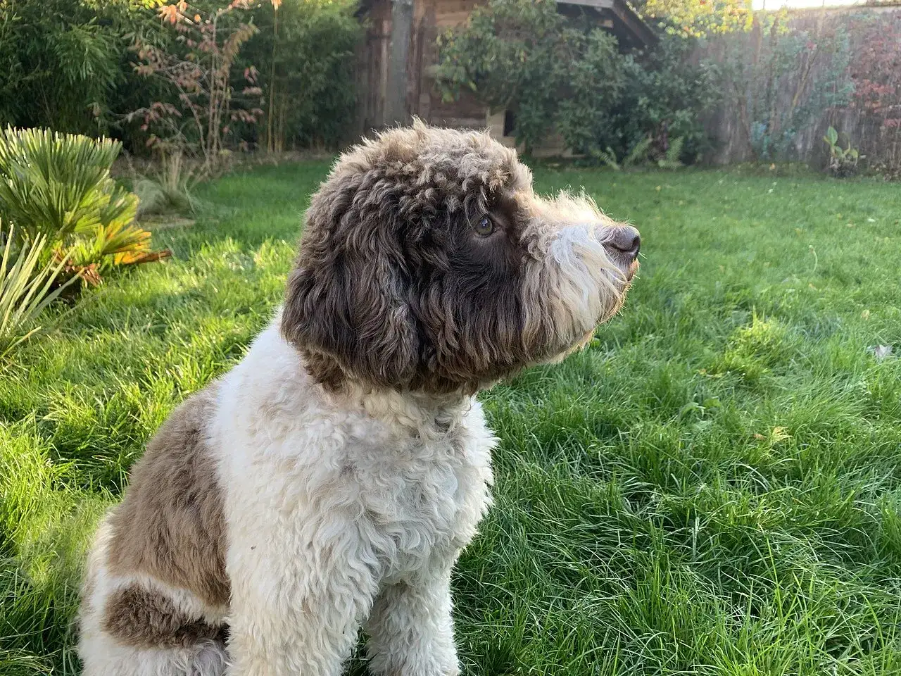 Uroczy pies rasy lagotto z brązowo-białym futrem siedzi na trawie w ogrodzie, wpatrując się w dal.