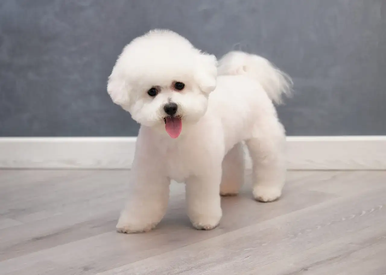 Uroczy bichon frise z wystawionym językiem stoi na drewnianej podłodze.