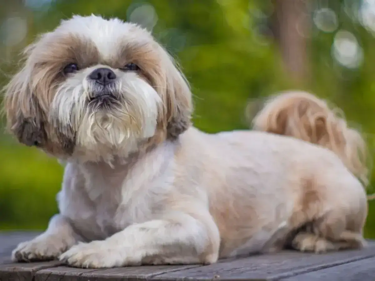 Uroczy shih tzu leży na drewnianym blacie. Choć jego wygląd jest uroczy, warto pamiętać o potencjalnych wadach tej rasy, jak problemy zdrowotne.