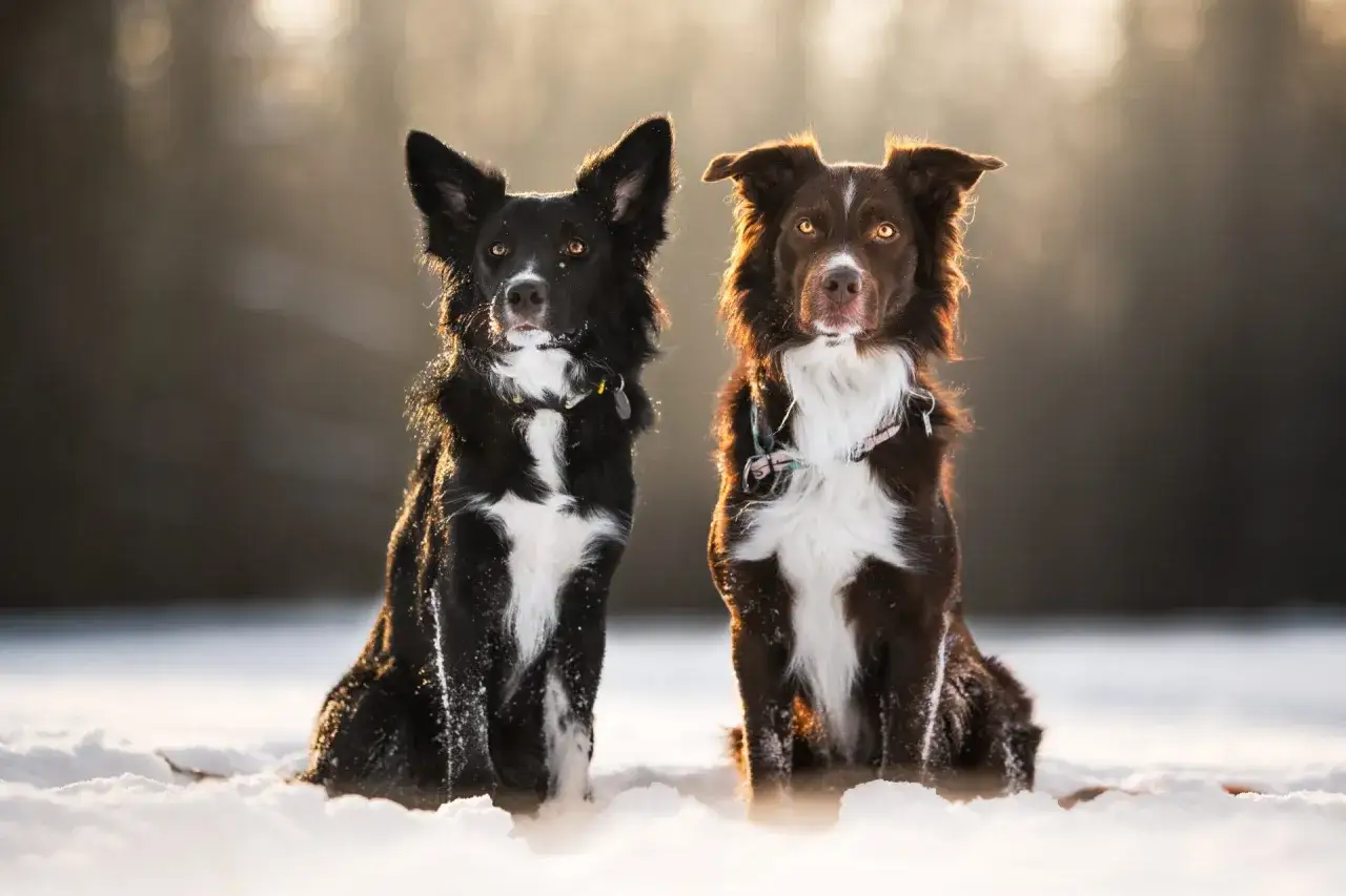 Dwa psy, czarny owczarek australijski i brązowy border collie, siedzą w śniegu, ich oczy błyszczą w słońcu.