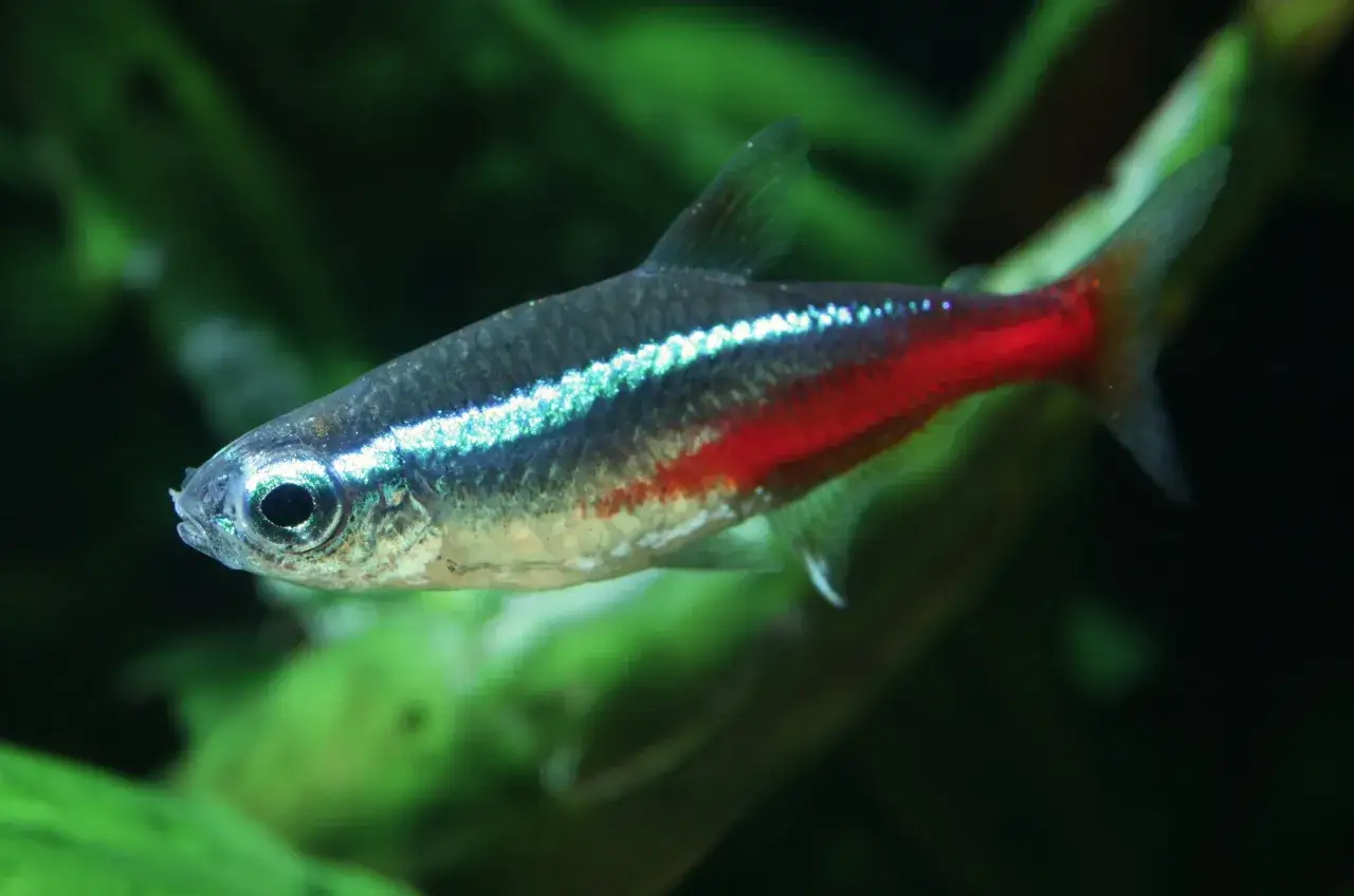Neon tetra z jaskrawym pasem i czerwoną płetwą. Poznaj tetra fluo wymagania, by zapewnić mu idealne warunki.