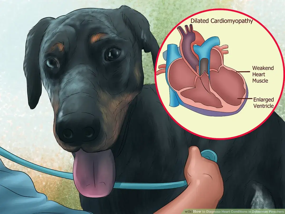 Doberman z osłabionym sercem, ilustracja kardiomiopatii rozstrzeniowej. Długość życia dobermana może być krótsza z powodu problemów z sercem.