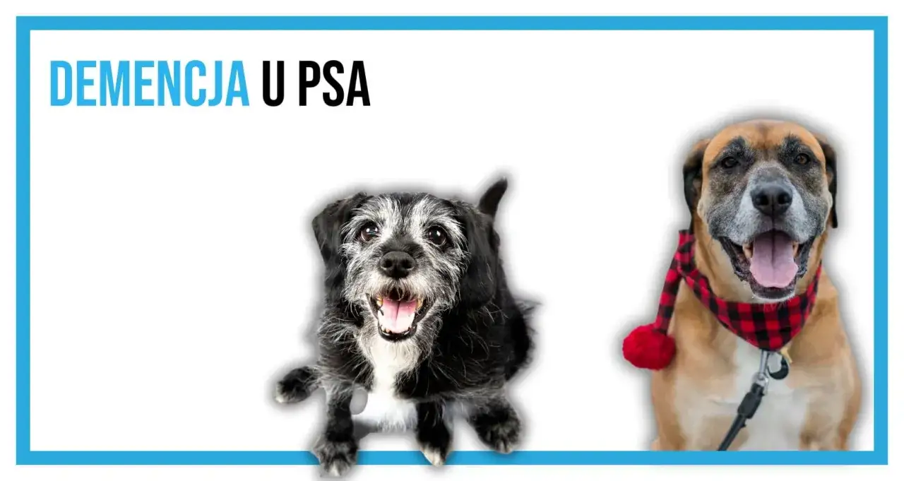 Dwa psy, jeden starszy, z siwiejącą sierścią, drugi młodszy, z szalikiem. Temat: demencja u psa.