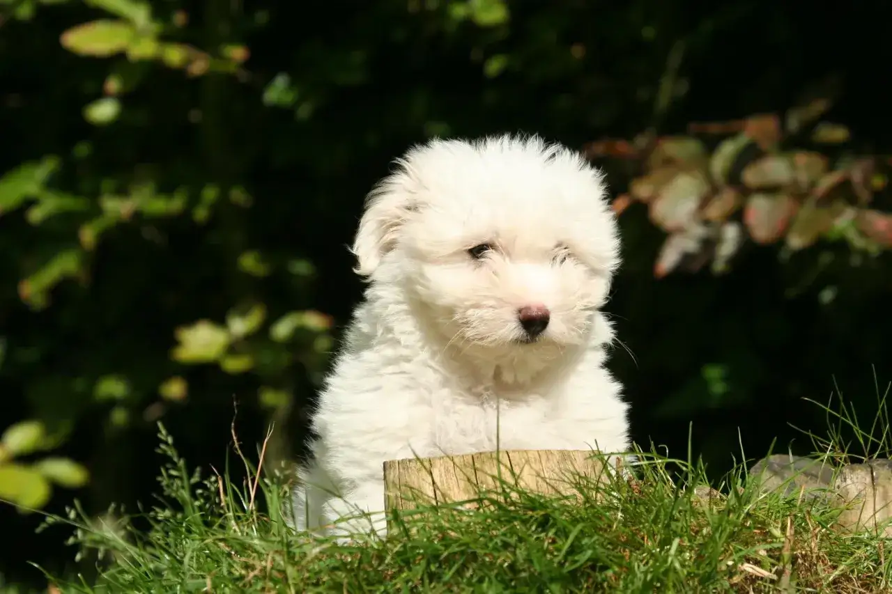 Uroczy szczeniak rasy coton de tulear siedzi w trawie, otoczony zielenią.