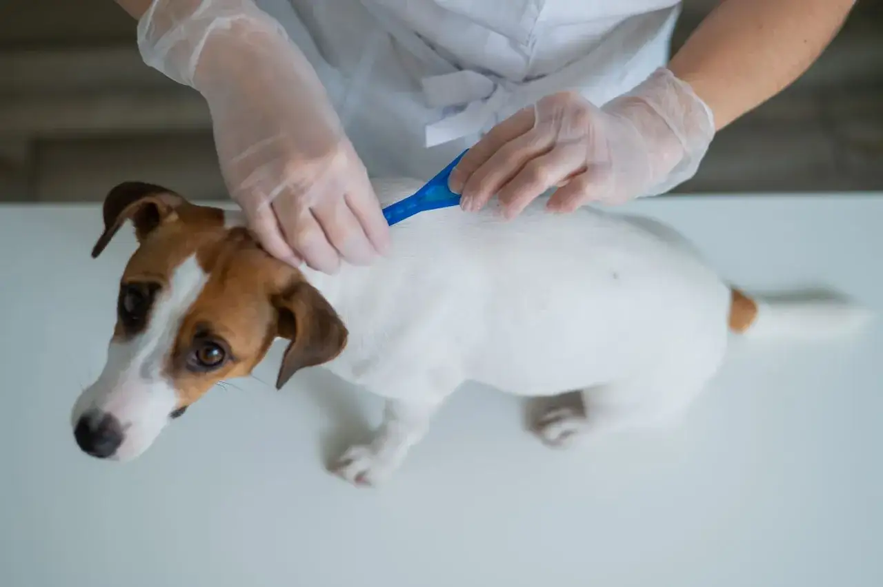 Weterynarz pokazuje, jak zaczipować psa. Biały piesek Jack Russell Terrier otrzymuje zastrzyk podskórny.