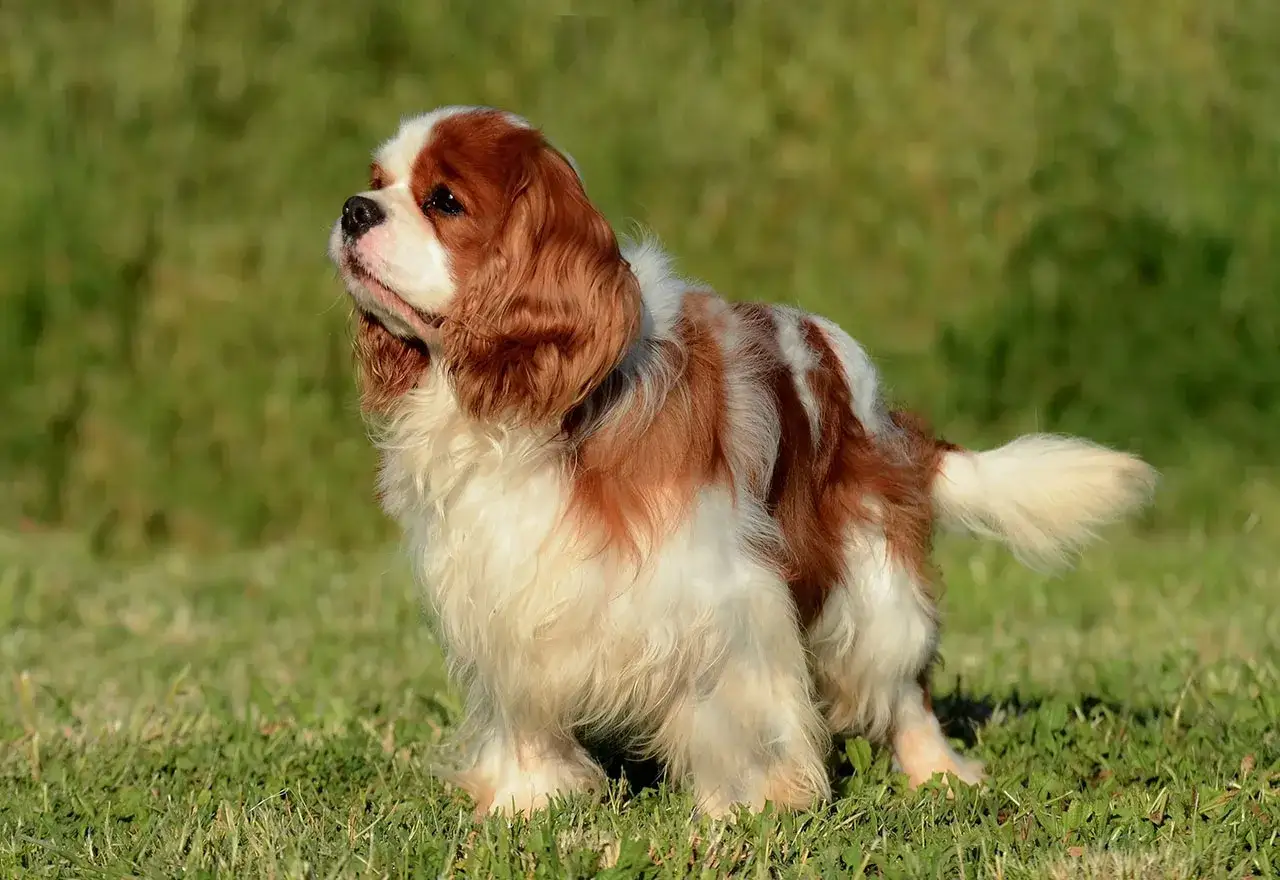 Uroczy king charles spaniel a cavalier, w kolorze biało-brązowym, stoi na zielonej trawie, wyglądając z zaciekawieniem.