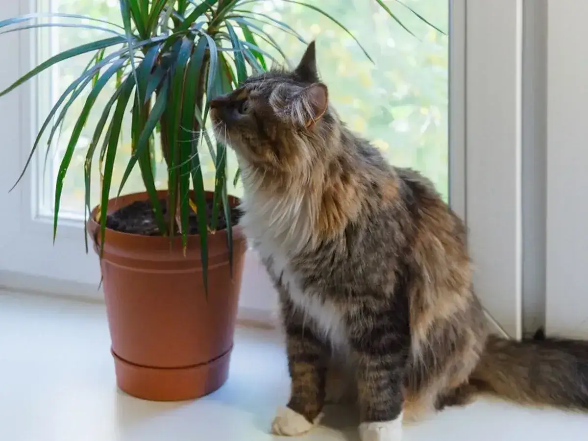 Puszysty kotek z zaciekawieniem wącha liście draceny na parapecie.
