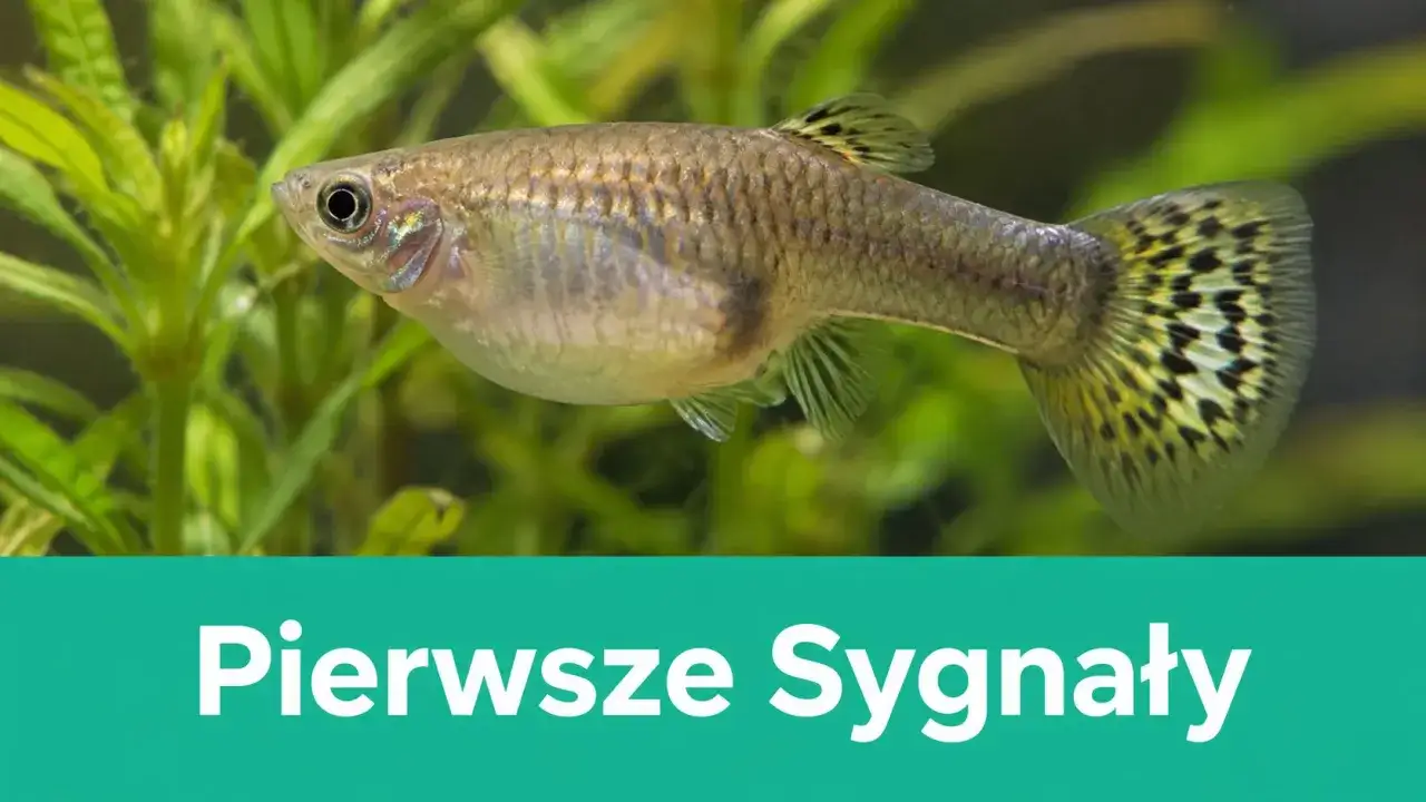 Samica gupika w ciąży z widocznym brzuszkiem, pływa wśród zielonych roślin akwariowych.