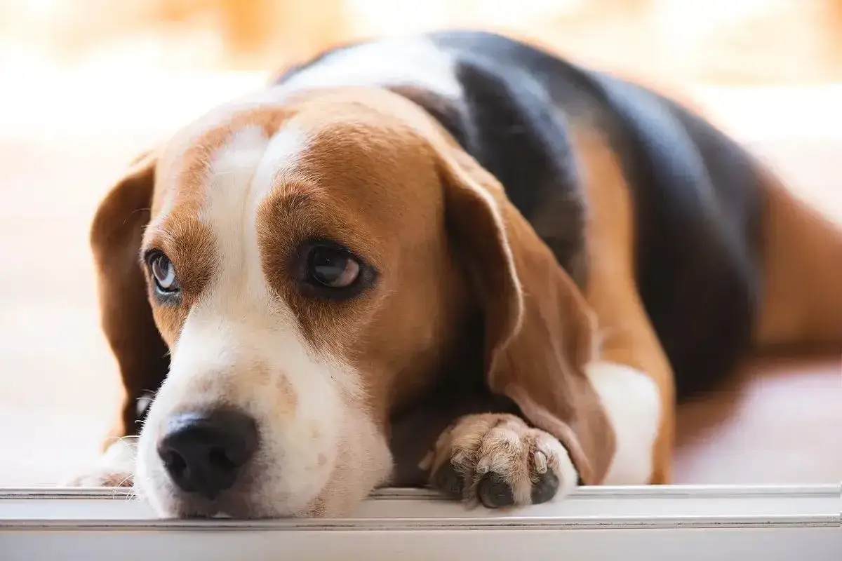 Smutny beagle leży, jego oczy wyrażają troskę o zdrowie, być może związane z problemami z trawieniem, jak np. niedobór lipazy u psa.