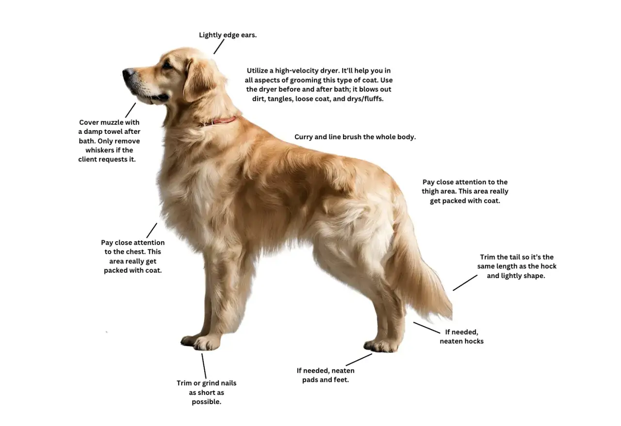 Golden retriever z gęstą sierścią, której pielęgnacja wymaga uwagi. Czy golden retriever ma włosy? Tak, ma piękną, długą sierść.
